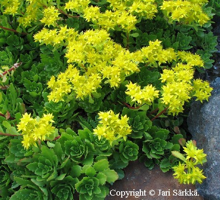 Sedum hybridum